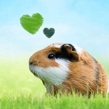 Tierliebe Bubblenavi Nager